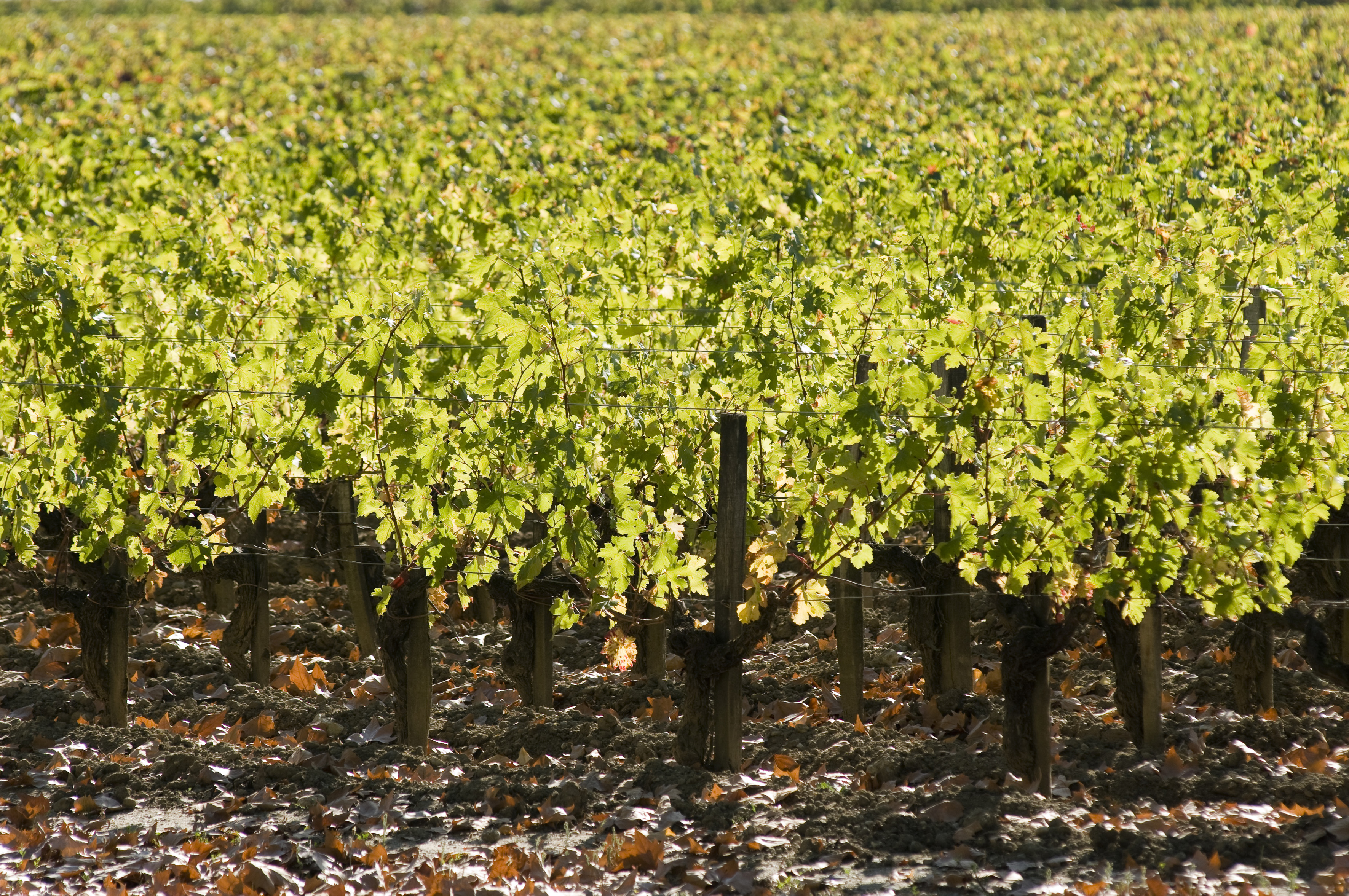 Vignes.jpg